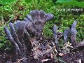 Xylaria polymorpha-amf1940-1